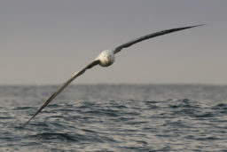 Antipodean Gibsons Albatross © Stephanie & Oli Prince